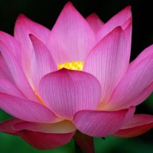 Cropped big dark pink lotus flower photo.jpg